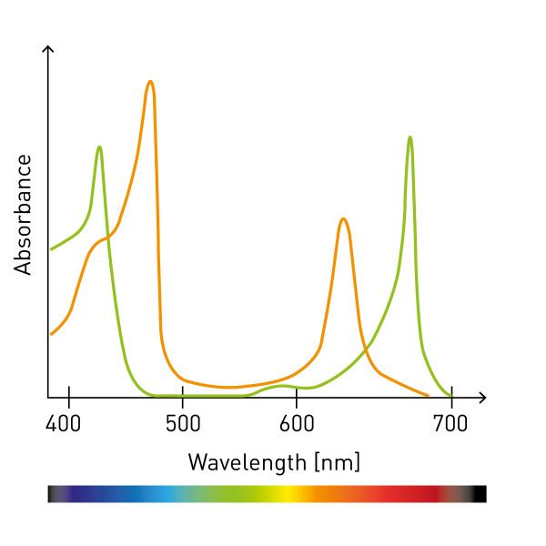 UVVIS Total Flavonoids Content (Aluminium Chloride Colorimetric, 1 sample)