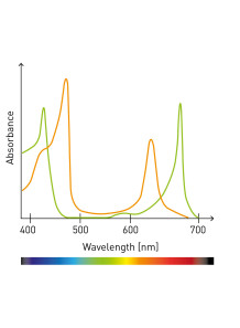  UV-VIS Ferulic Acid Content Measurement