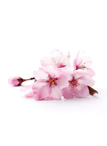  Sakura Flavor (Oil Soluble, Vegetable Oil Base)