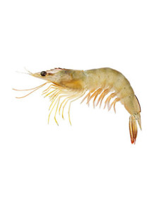  Shrimp Flavor (Oil Soluble, Vegetable Oil Base)
