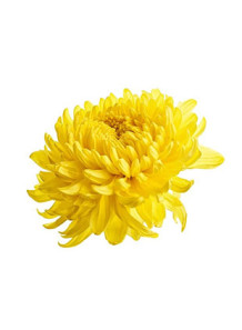  Chrysanthemum Flavor (Water & Oil Soluble, Propylene Glycol Base)