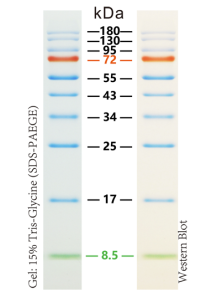  Protein Size Measurement (8.5KDa - 100KDa, SDS-PAGE)