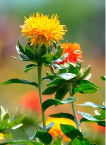 Safflower Seed Extract