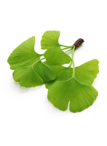 HydroGinkgo™ (Ginkgo...