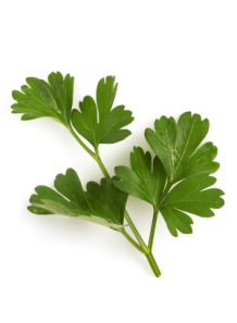 Parsley Extract...