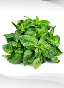 Sweet Basil Powder (Air-dried)