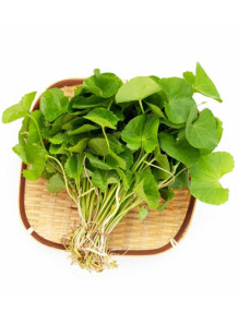  ActiveRelease™ Centella Asiatica (Madecassic Asia, Asiatic Acid, Asiaticoside, Madecassoside)