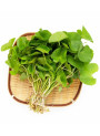  ActiveRelease™ Centella Asiatica (Madecassic Asia, Asiatic Acid, Asiaticoside, Madecassoside)