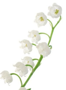 Bescents M (lily Of The...