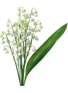 Lily Of The Valley...