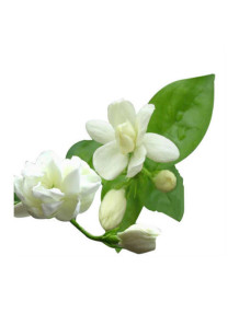 Jasmine Flower Extract