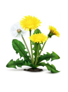 MultiCare™ Dandelion (root)...