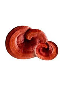 WeightCare™ Reishi...