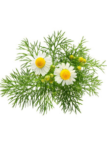 WeightCare™ Chamomile...