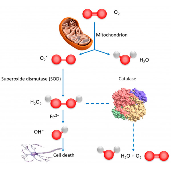 Экзосомы. Reactive Oxygen species. Reactive Oxygen species Ros. Молекула каталазы.