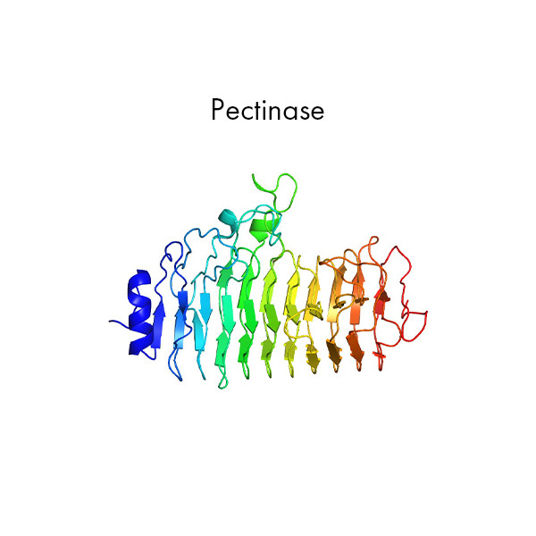 Pectinase Enzyme (30,000U/g)