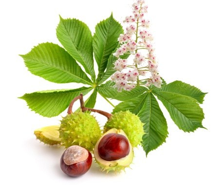 Horse Chestnut Extract (Escin 40%)